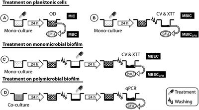 Modulated Response of Aspergillus fumigatus and Stenotrophomonas maltophilia to Antimicrobial Agents in Polymicrobial Biofilm